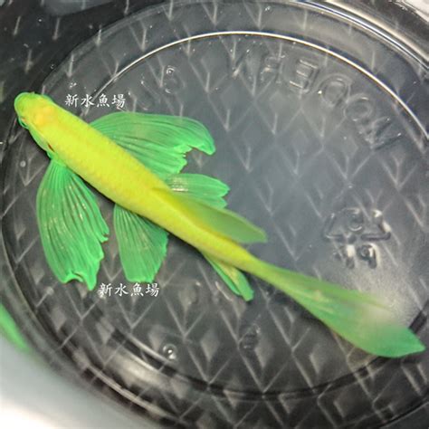 新水魚場|新水魚場